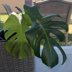 Green On Green Monstera