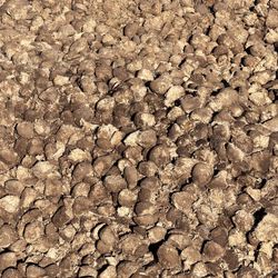 Free Horse Manure