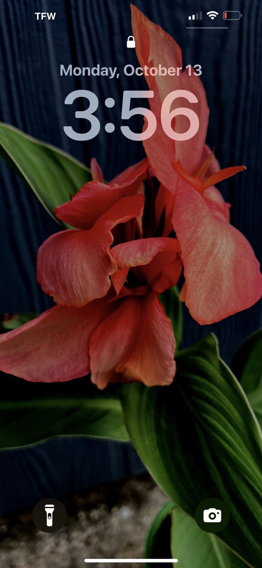 Live Dwarf Pink Cannova Canna Lily Plant In 6” Pot