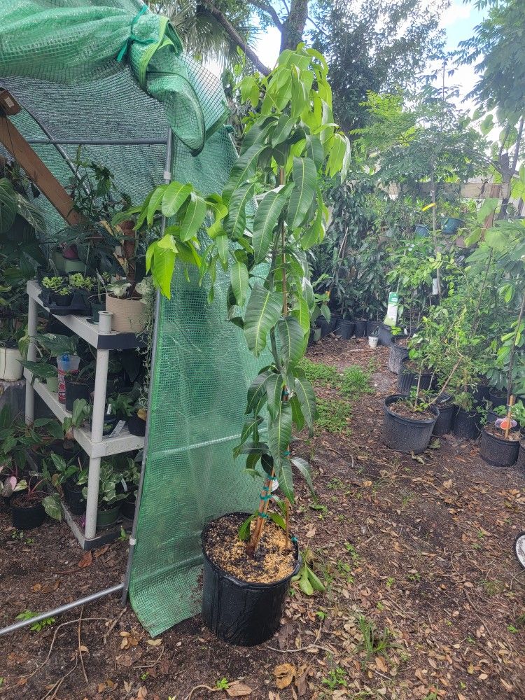 Mango Valencia Pride Plant