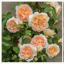 David Audtin Rose Flower Plant - Bathsheba