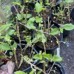 Dwarf Mulberry , fruit All Season $15 
