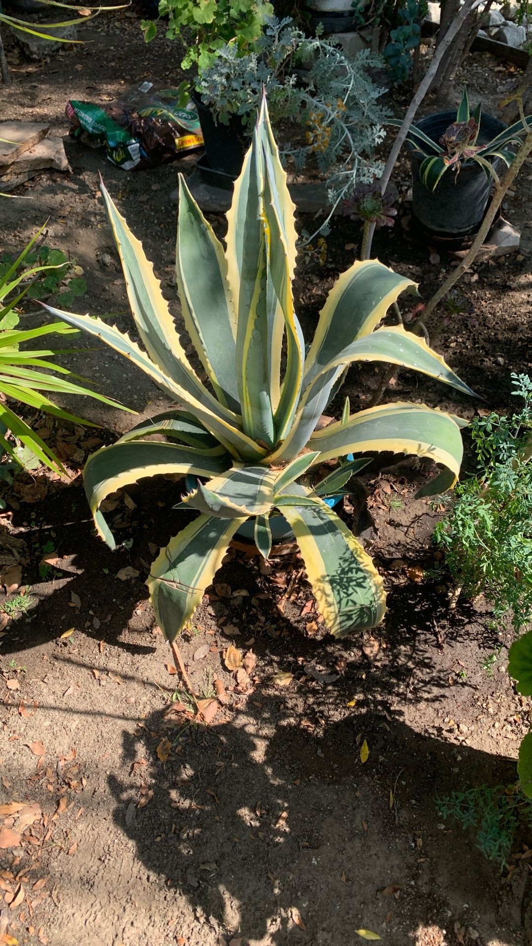 Plant