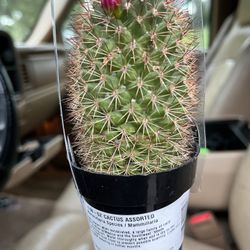 Captus