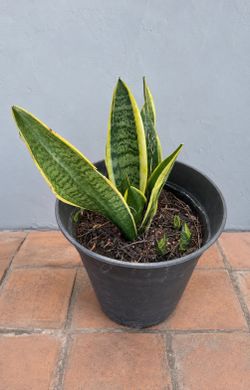 Snake Plant (Sansevieria) with New Growth