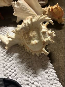 Beautiful shells