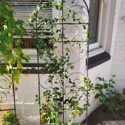 Star Jasmine Vine Plant Trellis