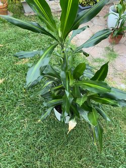 Plantas
