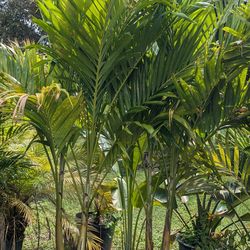 Christmas Palms 7 feet tall instant privacy hedge for fence