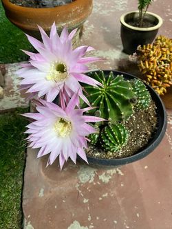 Cactus