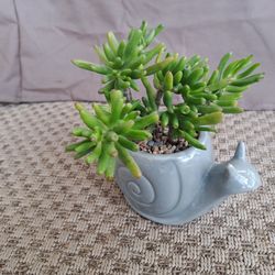 Succulent Arrangement - Ceramic Snail Pot