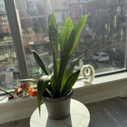 Snake Plant (Sansevieria) 📍 Perfect for homes or offices – Low-maintenance air purifier!