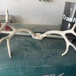 Dear antlers