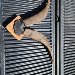 Real Horns