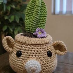 Bear Succulent 