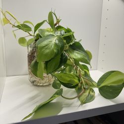 Brasil philodendron in water 