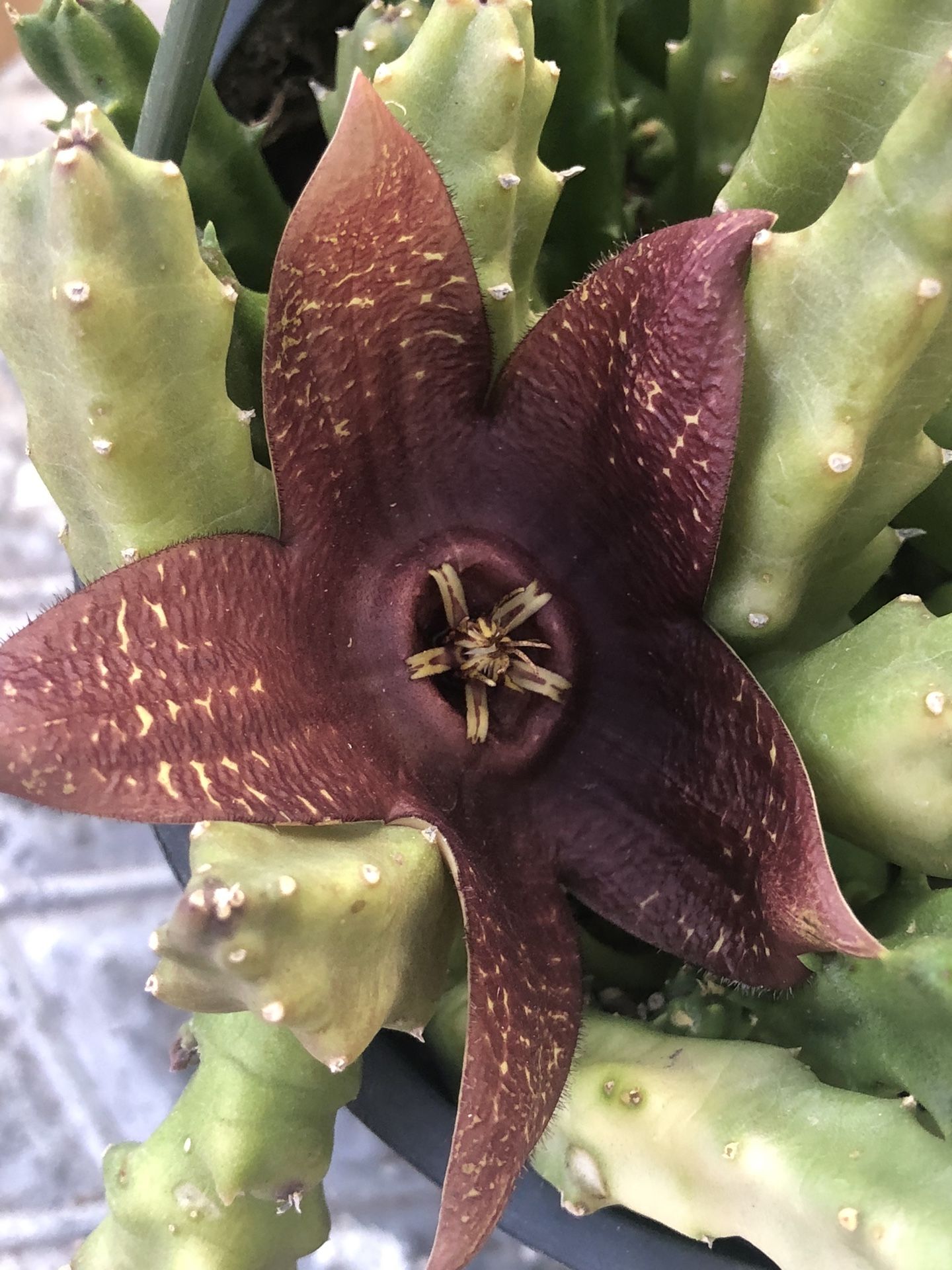 Planta Floriando