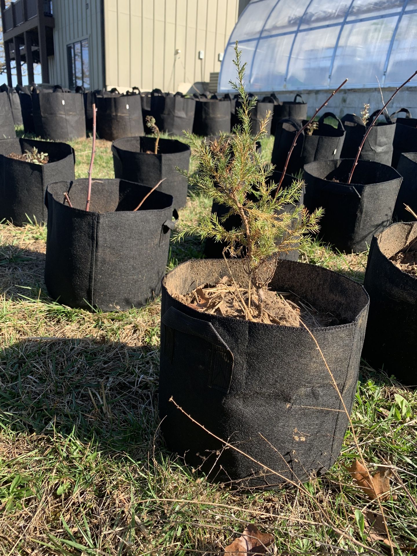20 Eastern Red Cedar Trees