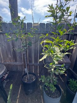 Lime Trees