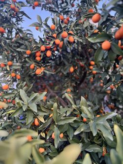 Kumquats