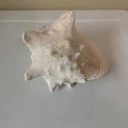 Large conch shell