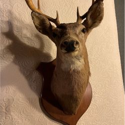Deer Head $220