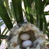 Hummingbird Nest
