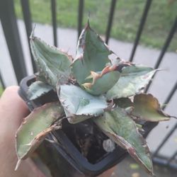 Agave Titanita