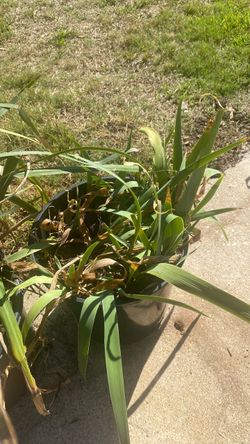Irises