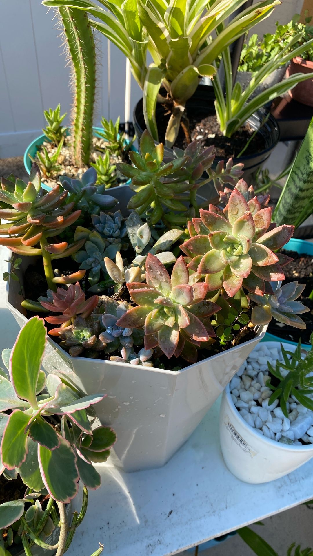 Suculents Plants