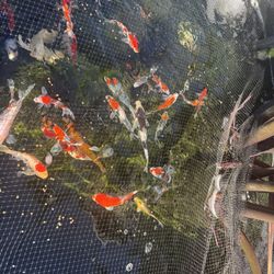 Koi Pond Decorations 