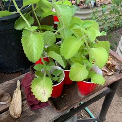 Cuban Oregano