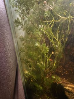 Plants For Pond and Aquarium