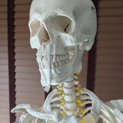Human Skeleton Model