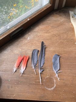 African gray feathers