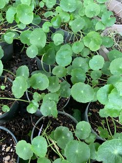 Gotu kola plant