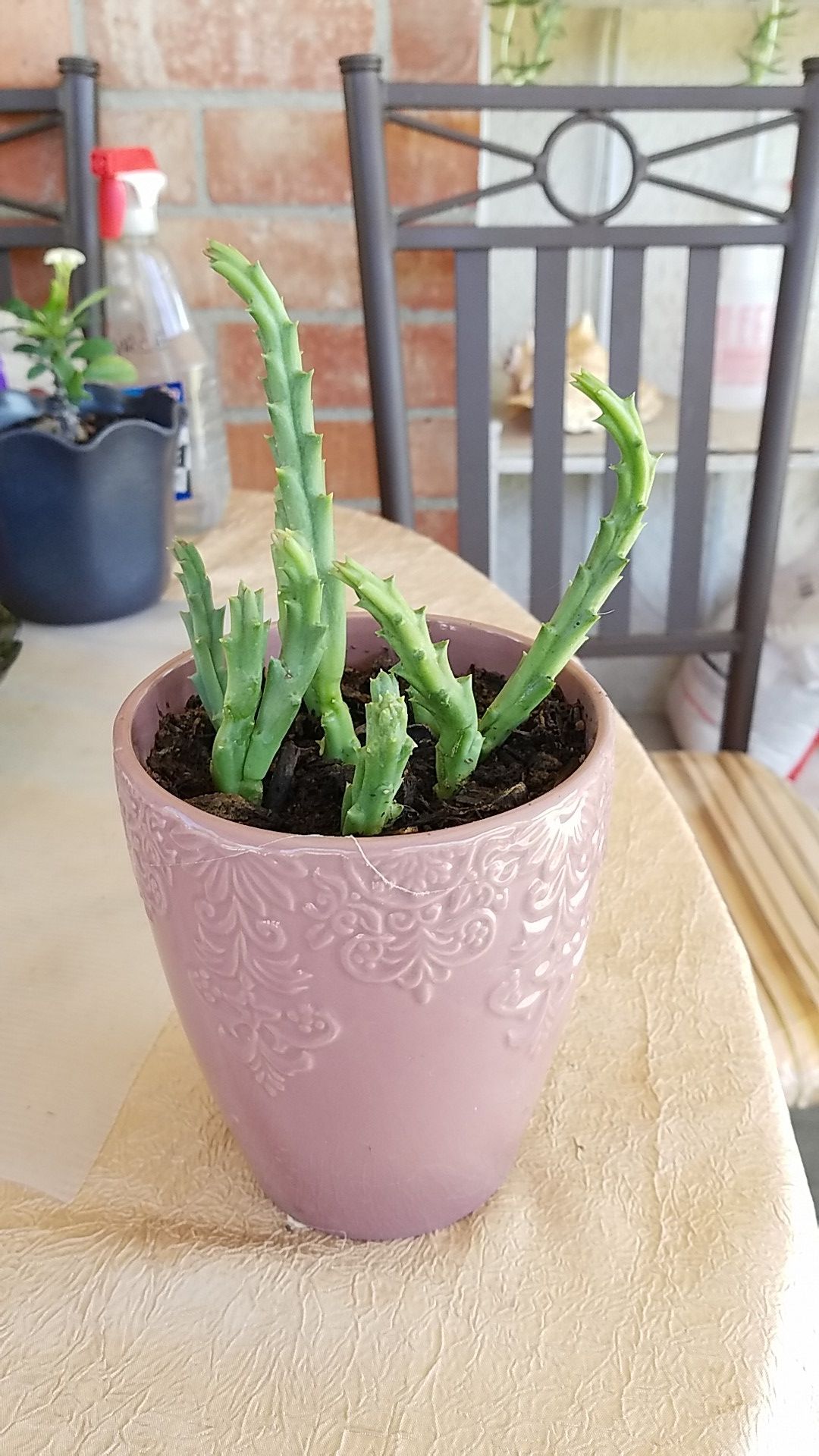 Starfish flower succulent