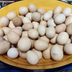 Fresh Farm Eggs 