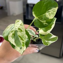 Pearls And Jade Rooted Cutting In Plug 