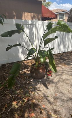 6 Foot Bird Of Paradise