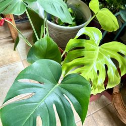 Monstera Plant In Large 3 Gallon Pot