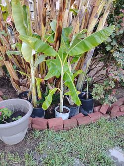 Decorative Banana Tree