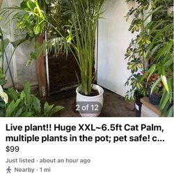 Live plant!! Huge XXL~6.5ft Cat Palm, multiple plants in the pot; pet safe! ceramic pot not included