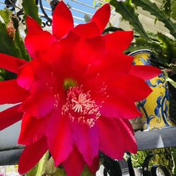 Red EPIPHYLLUM Cactus Plant - $2 Each Cutting 