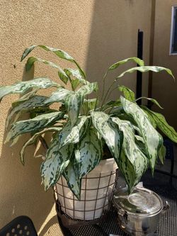 Artifical Plant
