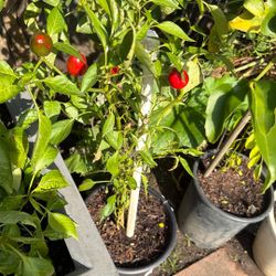 Maceta De Cinco Galones  De Chile 