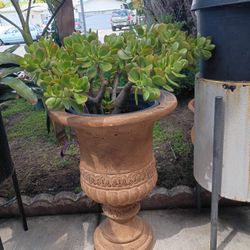 Jade Plant For Sale 