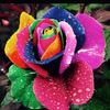 Flor