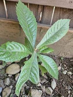 Loquat/ Japanese Plum Baby Plant Starters