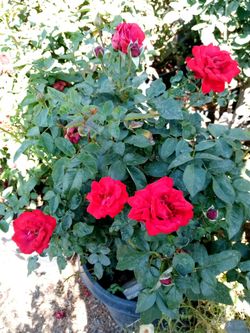Variedad De Plantas $5dls++and++Up